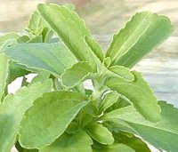 Organic Stevia Rebaudiana Dry Leaf And Stevia Powder.