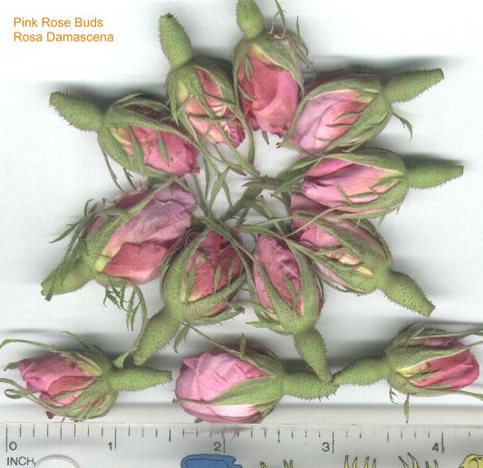 Rose Bud & Petals