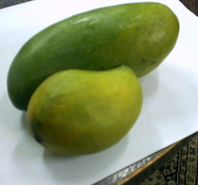 sell mango